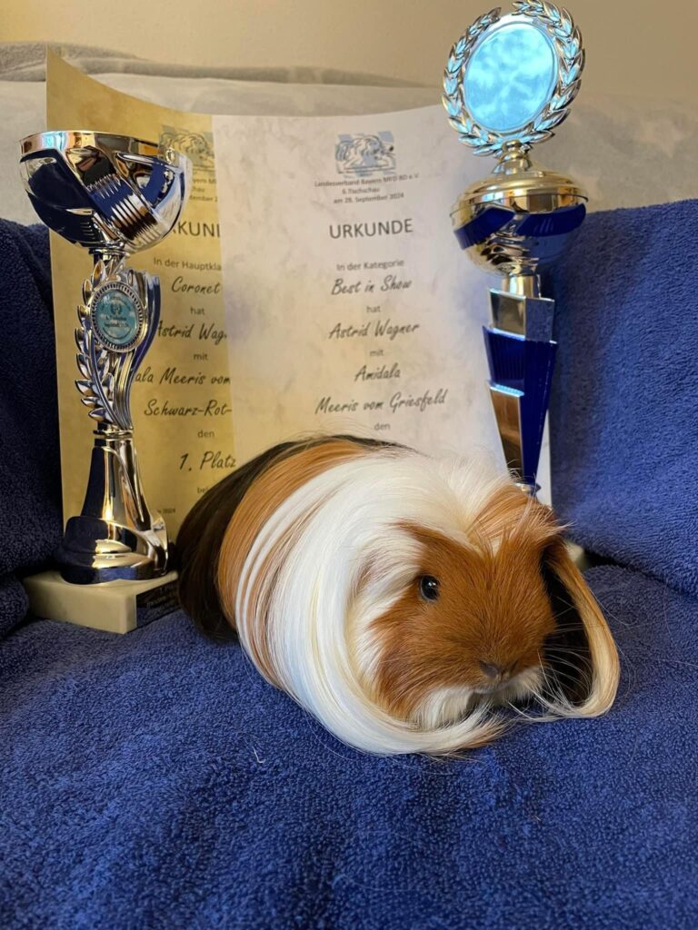 Sieger Best in Show 2. Platz